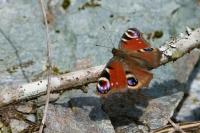 Aglais io