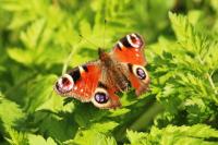 Aglais io