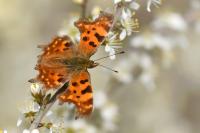 Polygonia c-album