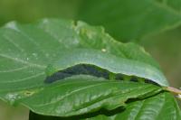 Gonepteryx rhamni