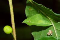 Gonepteryx rhamni
