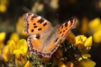 Nymphalis polychloros