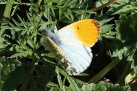 Anthocharis cardamines