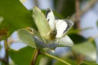 Pieris brassicae