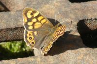 Pararge aegeria
