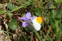 Anthocharis cardamines