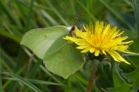 Gonepteryx rhamni