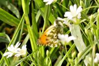 Anthocharis cardamines