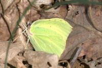 Gonepteryx rhamni