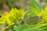 Pieris rapae