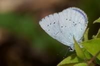 Celastrina argiolus
