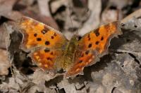 Polygonia c-album