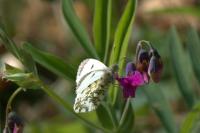 Anthocharis cardamines