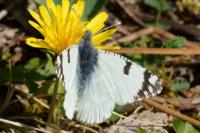 Euchloe crameri