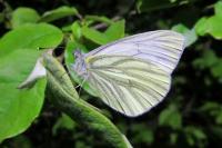 Pieris napi