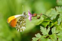 Anthocharis cardamines