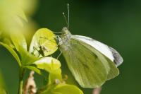 Pieris brassicae