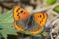 Lycaena phlaeas