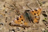 Nymphalis polychloros