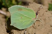 Gonepteryx rhamni