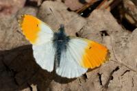 Anthocharis cardamines