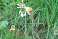 Anthocharis cardamines