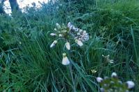 Anthocharis cardamines