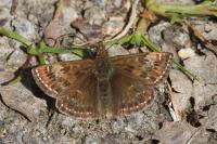 Erynnis tages
