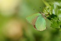 Callophrys rubi