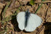 Pieris napi