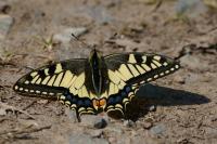 Papilio machaon
