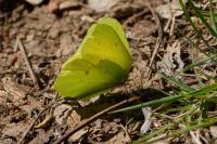 Gonepteryx rhamni