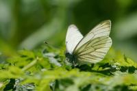 Pieris napi