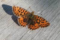 Boloria dia