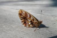 Boloria dia