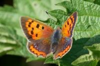 Lycaena phlaeas