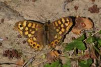 Pararge aegeria
