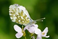 Anthocharis cardamines