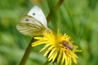 Pieris napi