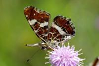 Araschnia levana