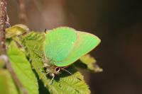 Callophrys rubi