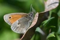 Coenonympha pamphilus