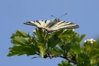 Iphiclides podalirius