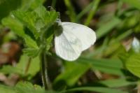 Leptidea sinapis