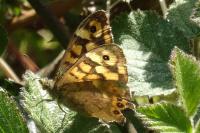 Pararge aegeria