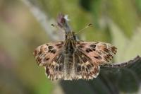 Carcharodus alceae