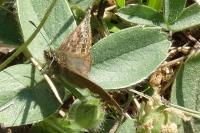 Erynnis tages