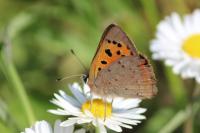 Lycaena phlaeas