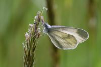Leptidea sinapis