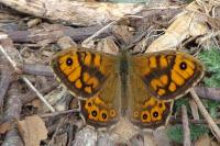 Lasiommata megera